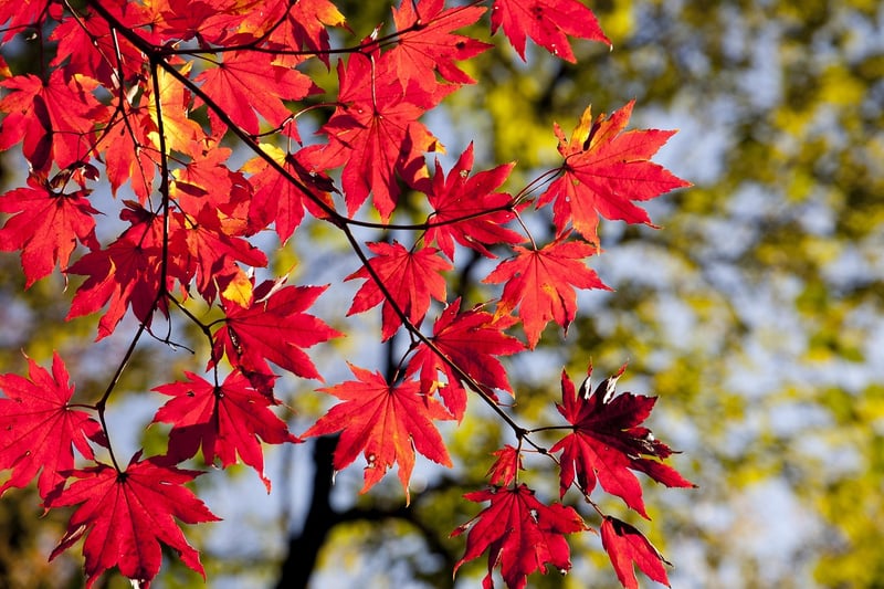 Autumn Harvest