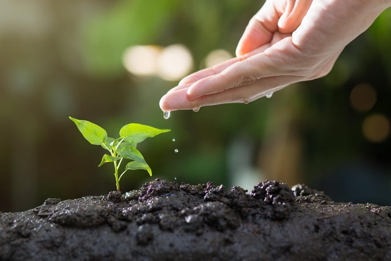 Vegetable Garden Planting