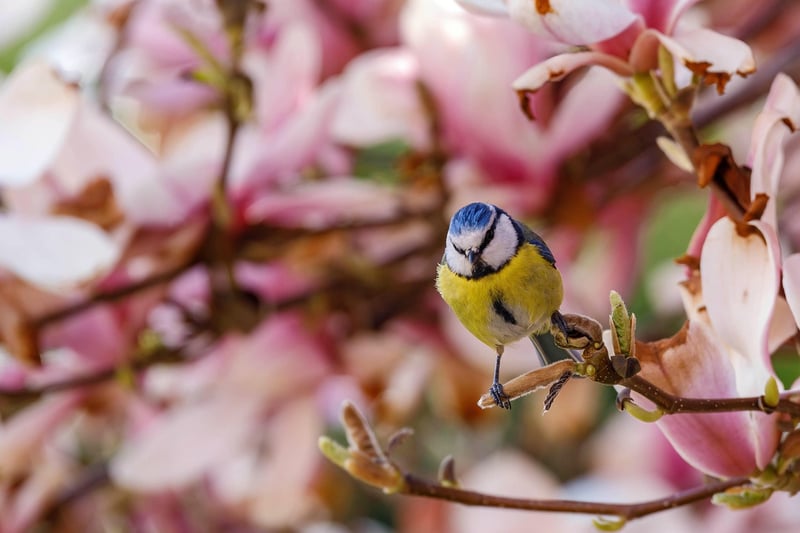 Spring Awakening