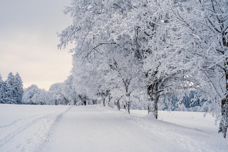 Winter Wonderland